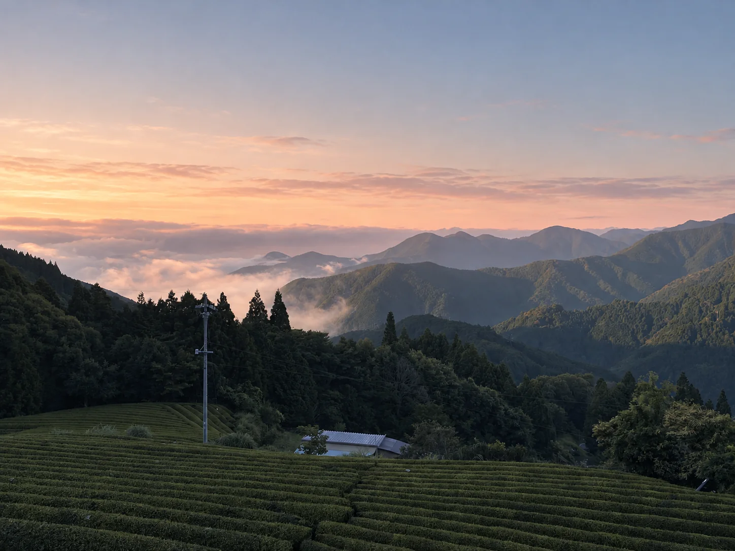 朝焼けの山並みと茶畑
